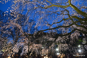 しだれ桜の様子 - 六義園「しだれ桜と大名庭園のライトアップ」2016