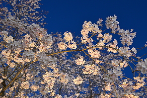 ほぼ満開 - 六義園「しだれ桜と大名庭園のライトアップ」2016