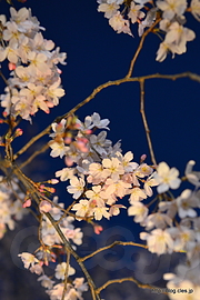 しだれ桜の花 - 六義園「しだれ桜と大名庭園のライトアップ」2016