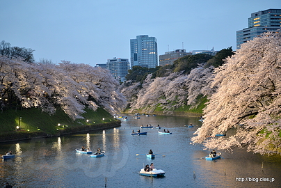 日没直後の千鳥ヶ淵 - 夕暮れ時の千鳥ヶ淵緑道の桜並木