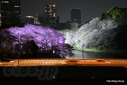 代官町通りからの千鳥ヶ淵 - 夕暮れ時の千鳥ヶ淵緑道の桜並木