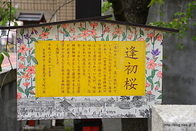 逢初桜の解説 - 吉原遊郭ゆかりの吉原神社