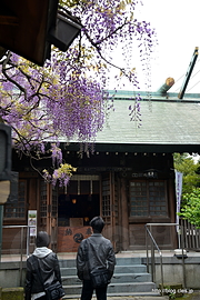 拝殿 - 國領神社の神木「千年乃藤」