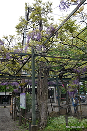 千年乃藤 - 國領神社の神木「千年乃藤」