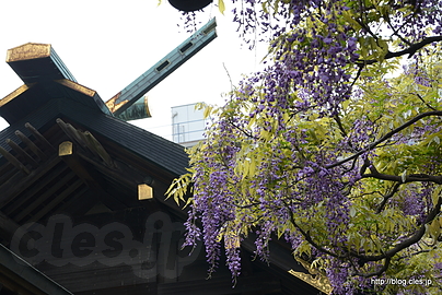 境内の藤 - 國領神社の神木「千年乃藤」