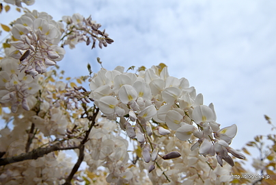 麝香藤 - 神代植物公園の藤の花