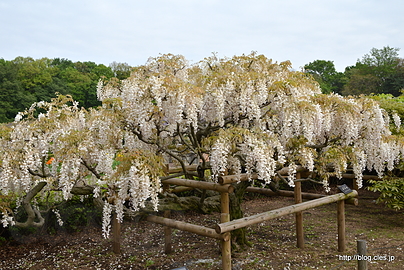 ジャコウフジ - 神代植物公園の藤の花