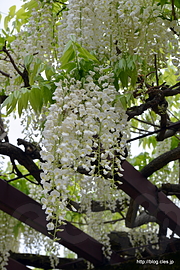 白花の藤 - 神代植物公園の藤の花
