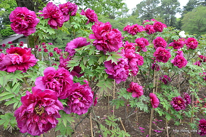 島大臣 - 春の神代植物公園