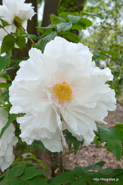 連鶴 - 春の神代植物公園