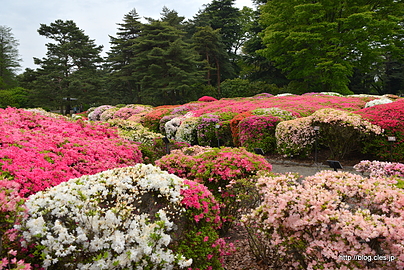 つつじ - 春の神代植物公園