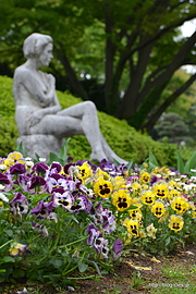 パンジー - 春の神代植物公園