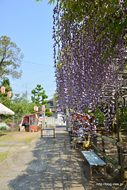 長寿藤 - 高圓寺の長寿藤