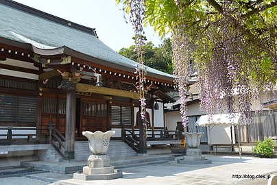 本堂 - 高圓寺の長寿藤