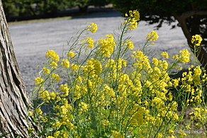 菜の花 - 常堅寺のカッパ狛犬