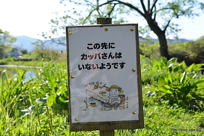 カッパの生息範囲は狭い - カッパ淵のおじさんは2代目？