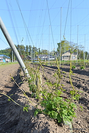 ホップの苗 - 遠野ホップの故郷
