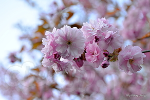 八重桜が満開 - 世界遺産になった橋野高炉跡