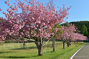 桜並木 - 世界遺産になった橋野高炉跡