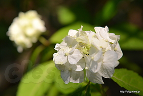 紫陽花 - 初夏の小石川植物園