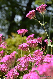 ムシトリナデシコ - 初夏の小石川植物園