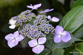 紫陽花 - 初夏の小石川植物園