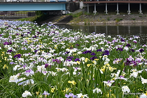 花菖蒲 - 越谷 葛西親水緑道の花菖蒲