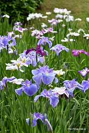 菖蒲園の様子 - 小石川後楽園の花菖蒲