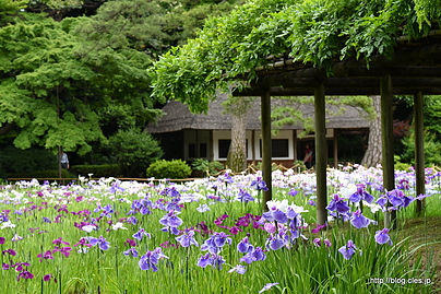 咲き乱れる花菖蒲 - 小石川後楽園の花菖蒲