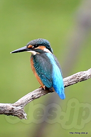 枝にとまるカワセミ - 水元公園のカワセミ