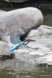 飛ぶカワセミ - 水元公園のカワセミ