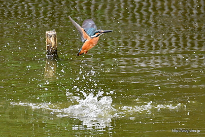 飛び込みをするカワセミ - 水元公園のカワセミ