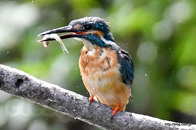 小魚を咥えたカワセミ - 今日の水元公園のカワセミ