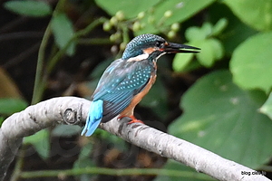 枝に止まるカワセミ - 今日は早朝から不動池へ