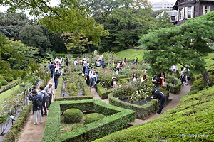バラ園の様子 - 雨に濡れる旧古河庭園の秋バラ