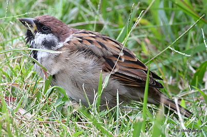草の実を食べるスズメ - ヴェルニー公園の秋バラ