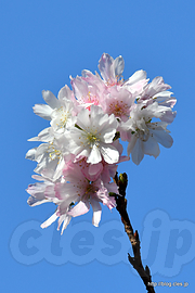 十月桜 - 飛鳥山の十月桜が見頃に