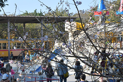 児童エリア脇 - 飛鳥山の十月桜が見頃に