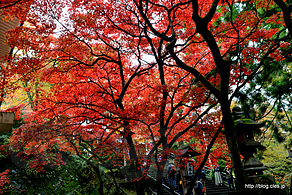 宝物殿脇の紅葉 - 大雄山最乗寺の紅葉