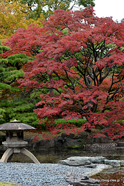 二の丸庭園 - 皇居東御苑の紅葉
