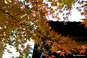 紅葉 - 旧安田楠雄邸庭園の紅葉を庭から眺める