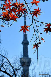 紅葉とスカイツリー - 晩秋の向島百花園