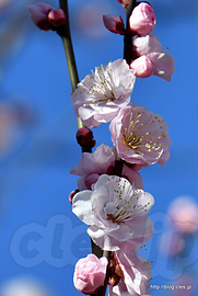見驚梅 - 向島百花園へ観梅に