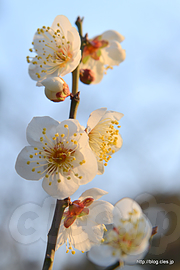 白加賀梅 - 兼六園の早朝無料開園にいってみた