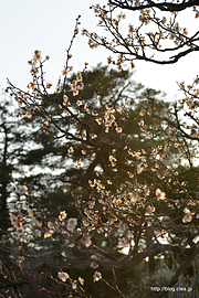 朝日に輝く白加賀梅 - 兼六園の早朝無料開園にいってみた