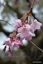 しだれ桜 - 雨に濡れる六義園のしだれ桜