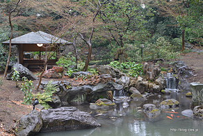 滝見の茶屋 - 雨に濡れる六義園のしだれ桜