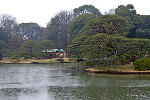玉藻の磯から吹上茶屋方向 - 雨に濡れる六義園のしだれ桜