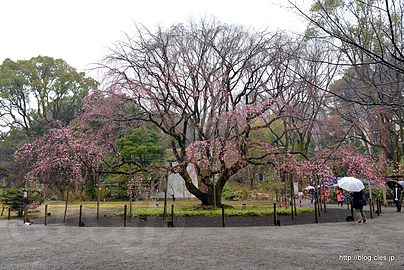 しだれ桜全景 - 雨に濡れる六義園のしだれ桜