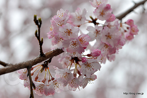 雨に濡れる桜 - 上野公園の桜の見頃はまだ先